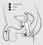 Aneros Progasm Classic Prostate Perineum Massager Male G-Spot Anal Sex Toy